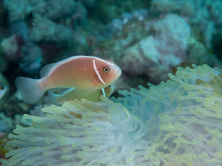 Naklejka na ściany i meble Anemone fish with Anemone at underwater