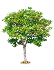 Tree isolate on white background