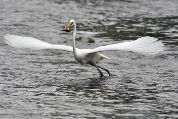 Great egret has just caught fish 