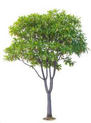 Obraz premium Tree isolate on white background