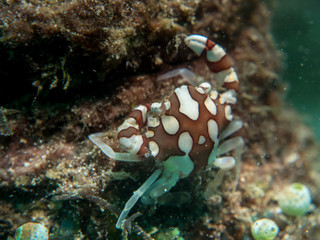 Porcelain Anemone Crab at sea anemone