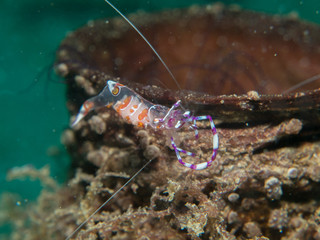 Ghost shrimp with Sea anemone