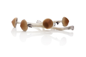 Fresh magic mushrooms.