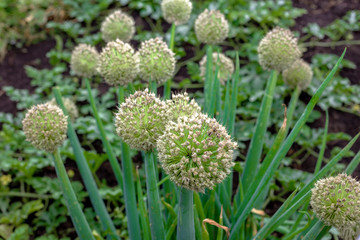 View beautiful of Onion flower stalks. Closeup in summer