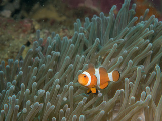 Naklejka na ściany i meble Anemone fish with Anemone at underwater