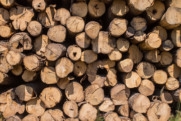 Fototapeta premium pile of old firewood for background