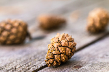 A focused pine cone resting on a wooden table