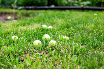 Green apples on the grass under apple tree. Autumn background Fallen fresh apple in the grass
