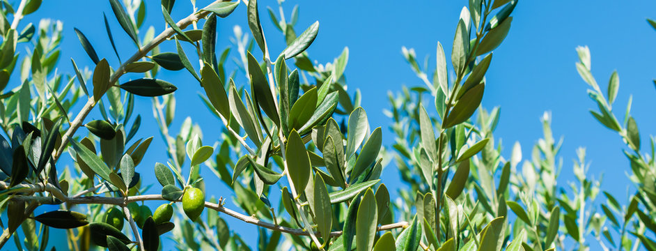 Olive tree branches with blue sky background.