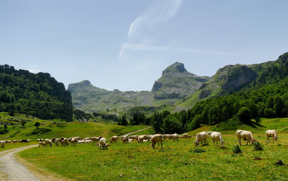 Herd of cows in the alpine pastures, Pic du Midi d'Ossau at the bottom