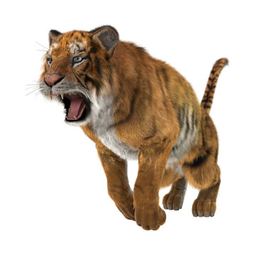 3D Rendering Big Cat Tiger on White