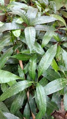 mango saplings closeup