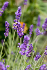  the flourishing lavender  in Provence, near Sault, France