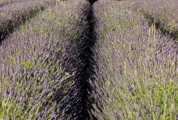 Lavender field near Sault in Provence,  France.