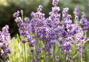  the flourishing lavender  in Provence, near Sault, France