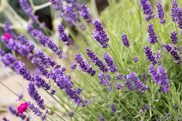 Obraz premium the flourishing lavender in Provence, near Sault, France