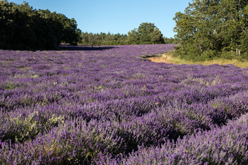 Obraz premium Lavender field near Sault in Provence, France.