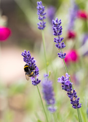  the flourishing lavender  in Provence, near Sault, France