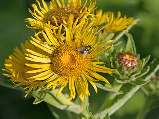 Echter Alant, Inula helenium