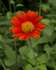 Red flowers and yellow pollen in garden