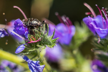 Beatle on flowers