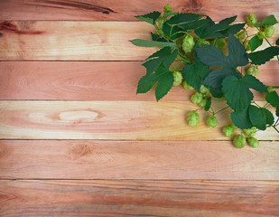 Fototapeta na wymiar A branch of hops with cones and leaves on an old wooden background.
