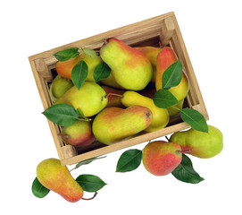 Fresh fragrant pears in a wooden box. Isolated on white background without shadows. top view.