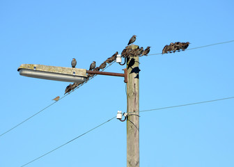 Old wooden lamp post with wires occupied by starlings ready for winter migration.
