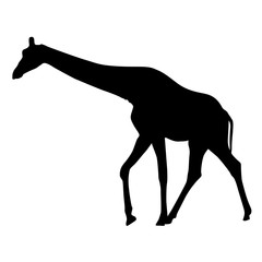 Giraffe. Black silhouette