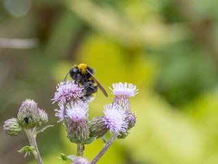 Bumblebee on thistle flower