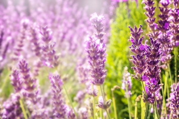 Obraz premium Blooming lavender flowers on blurred background with copy space