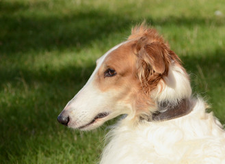 The face of a noble borzoi seen in a side view.