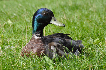 A duck on green grass