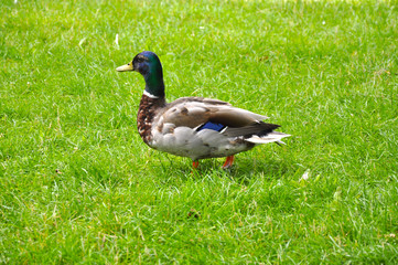 A duck on green grass