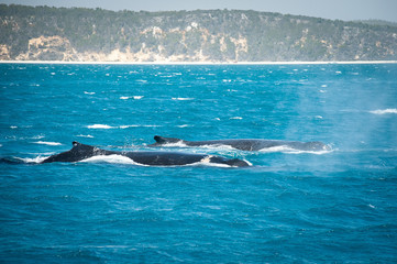 Obraz premium Pair of Humpbacks