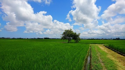 Naklejka premium 青空と田んぼと木