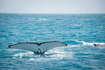 Obraz premium Humpback Tail