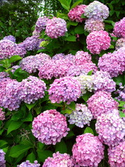 紫陽花