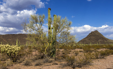 Cylindropuntia fulgida with fruits and Creosote bush in a desert.  Organ Pipe Cactus National...