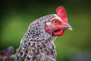 Maran Chicken