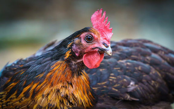 Welsummer Chicken
