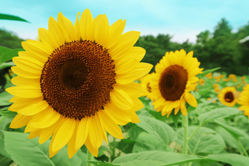 sun flower field
