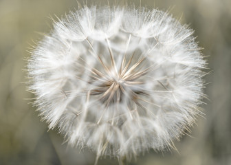 Fototapeta premium Dandelion Clock