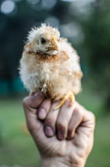 Pollo