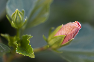 Macro of beautiful China Rose flower before it blossoms