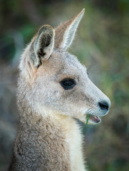 Australian Wallaby