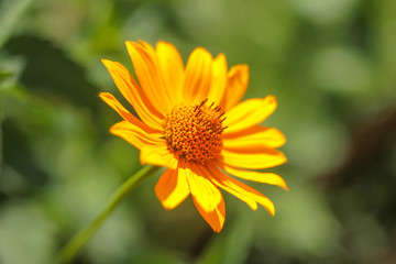Yellow flower in the garden