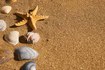 Close-up of a starfishs and seashells in a beach sand. Concept of summer holidays and tourism