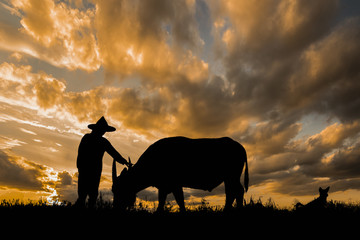 Fototapeta na wymiar Silhouette, beautiful sunset people and buffalo and dogs.