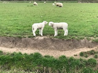 Lambs Texel